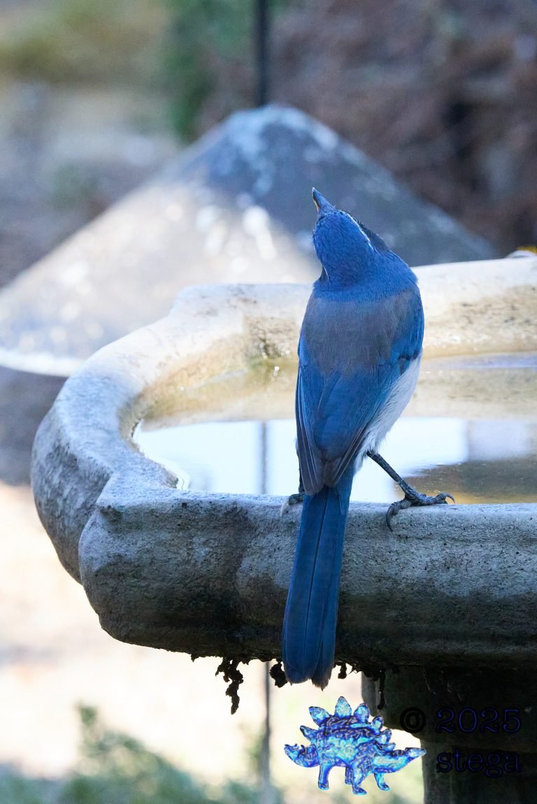 California Scrub Jay