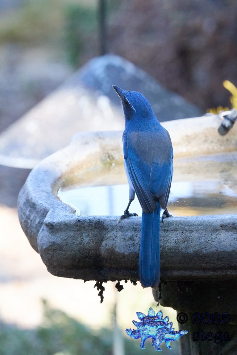 California Scrub Jay