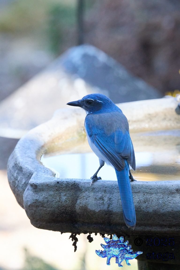 California Scrub Jay