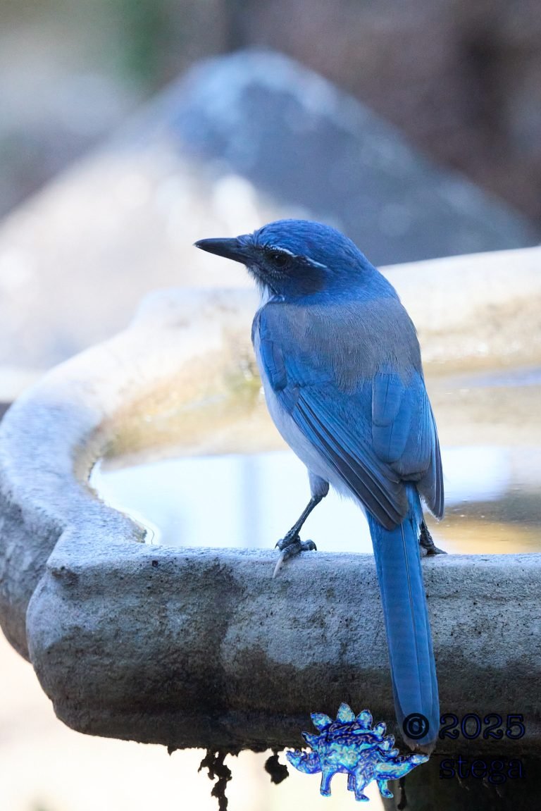 California Scrub Jay