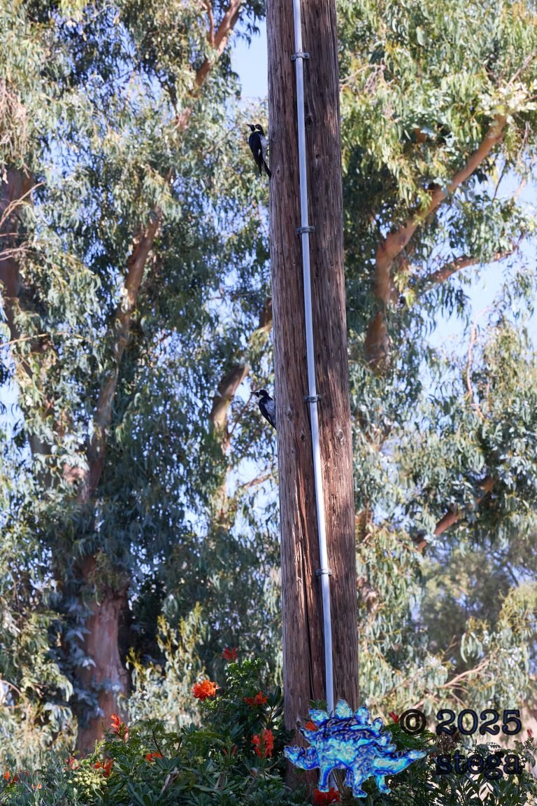 Acorn Woodpecker