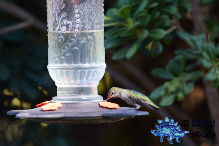 Anna’s Hummingbird