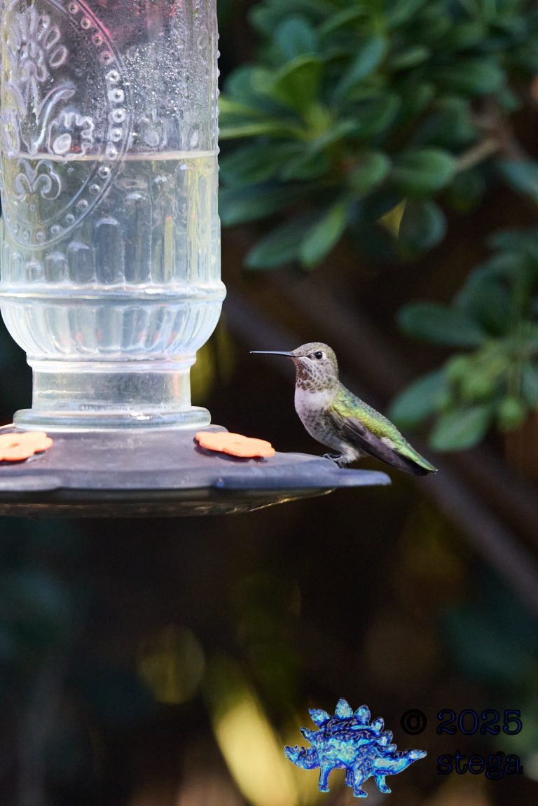 Anna’s Hummingbird