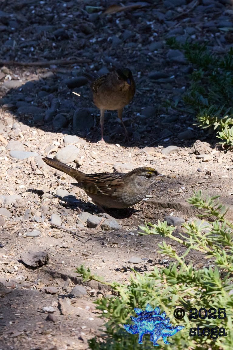 Gold-Crowned Sparrow