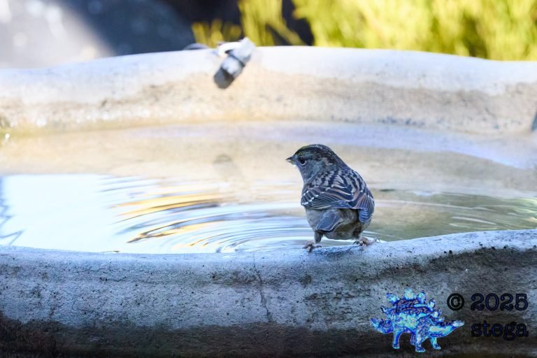 Gold-Crowned Sparrow