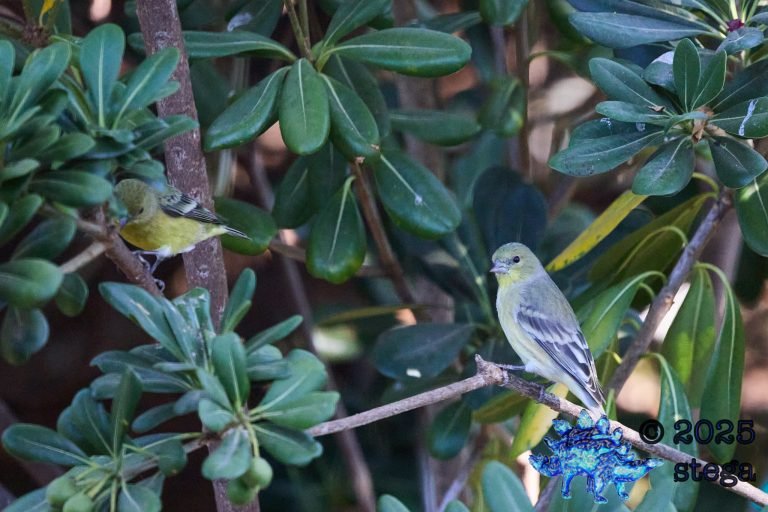 Lesser Goldfinch