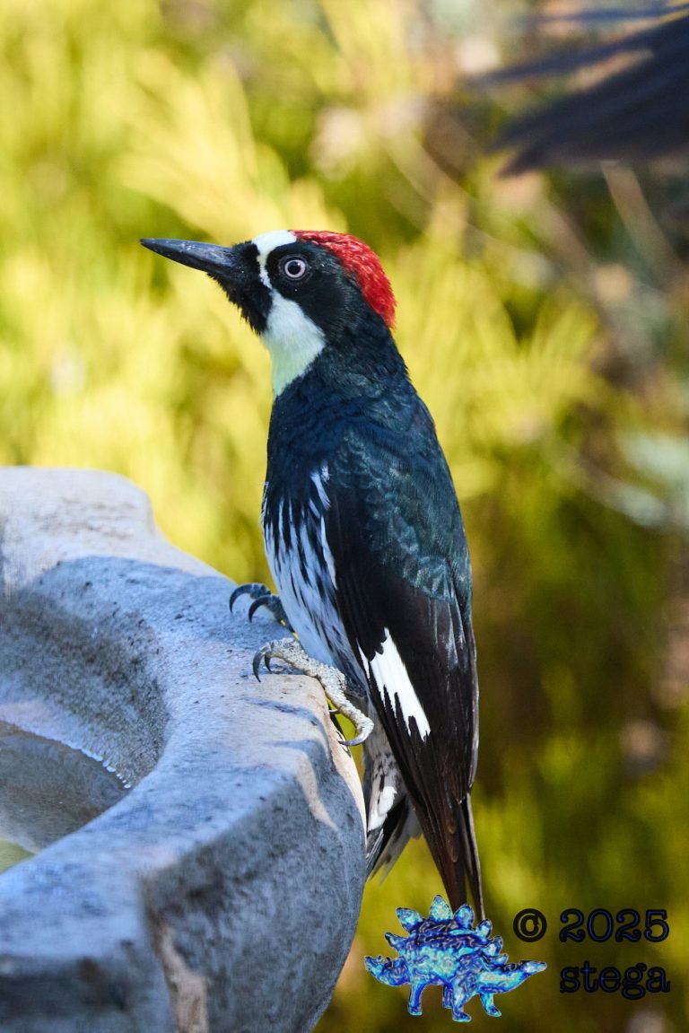 Acorn Woodpecker
