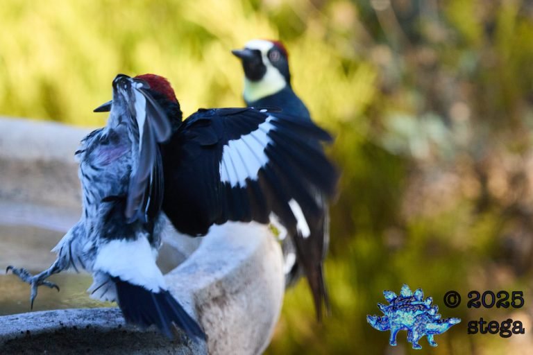 Acorn Woodpecker