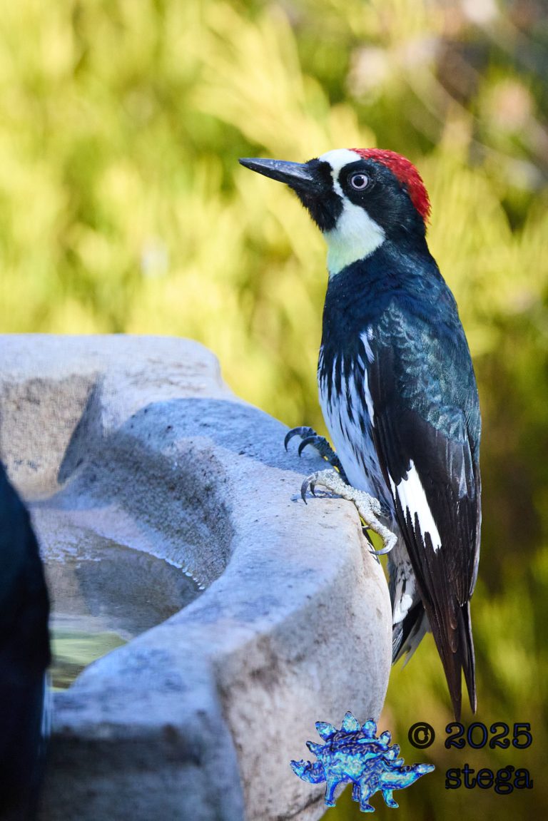 Acorn Woodpecker