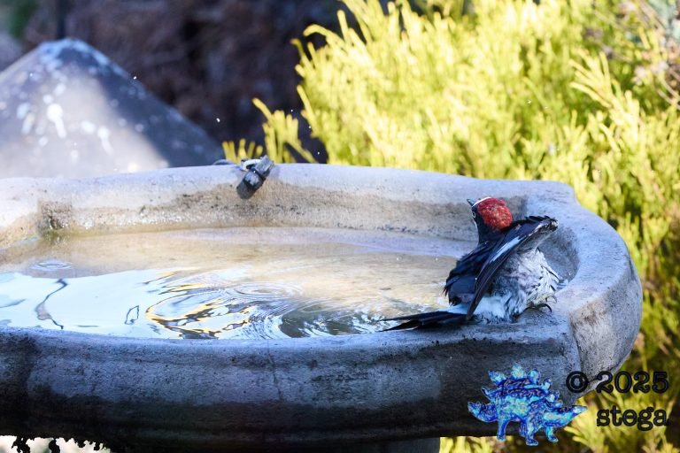 Acorn Woodpecker
