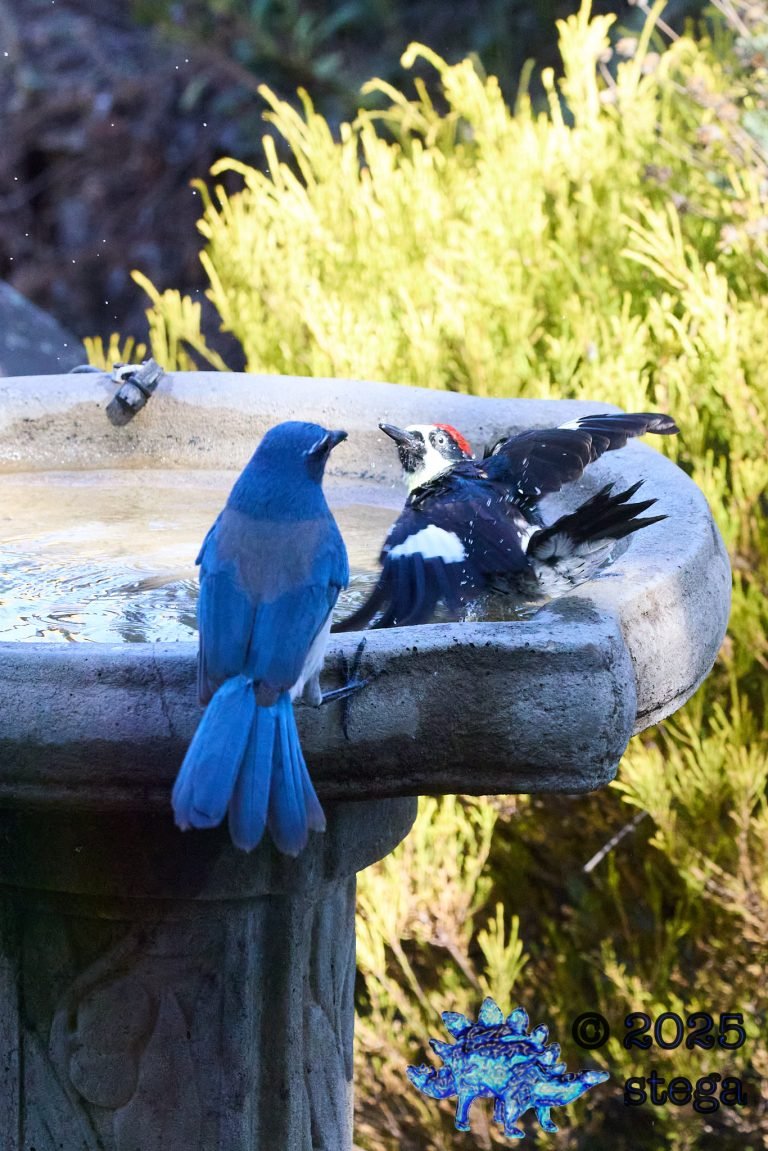 Acorn Woodpecker, California Scrub Jay