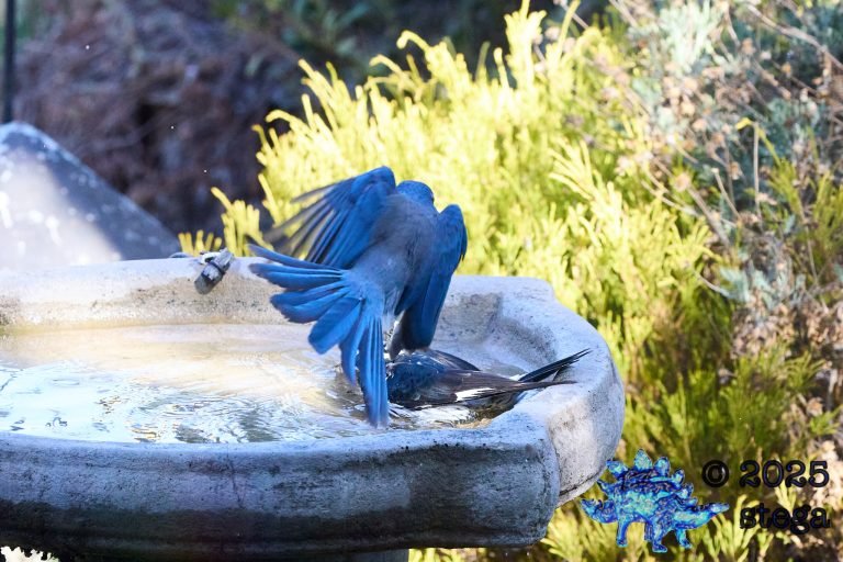 Acorn Woodpecker, California Scrub Jay