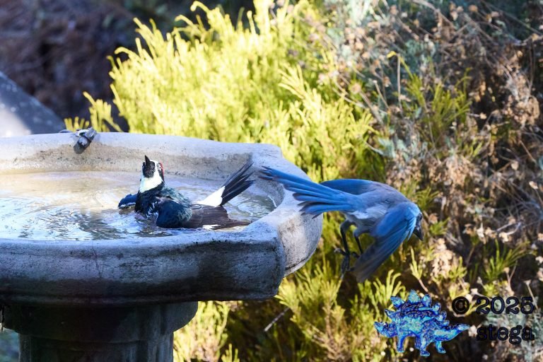 Acorn Woodpecker, California Scrub Jay
