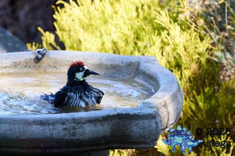 Acorn Woodpecker