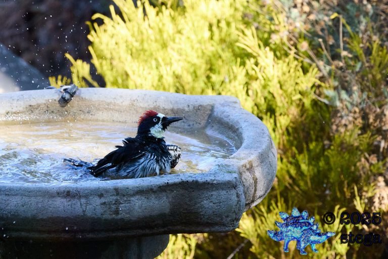 Acorn Woodpecker