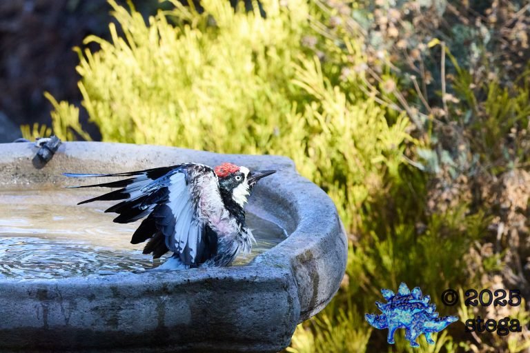 Acorn Woodpecker