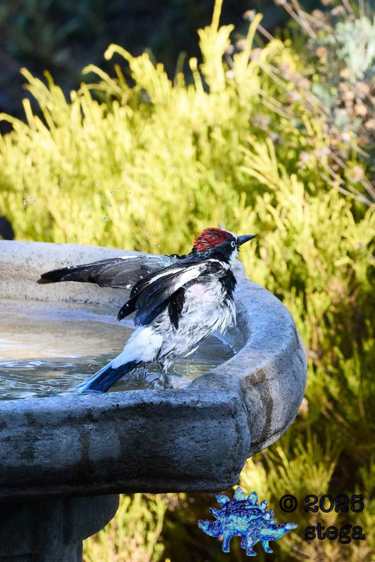 Acorn Woodpecker
