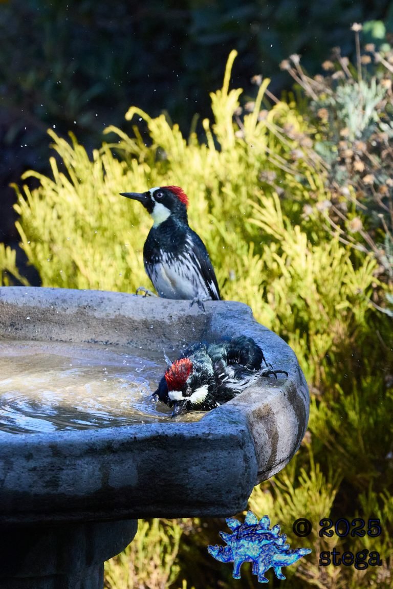 Acorn Woodpecker