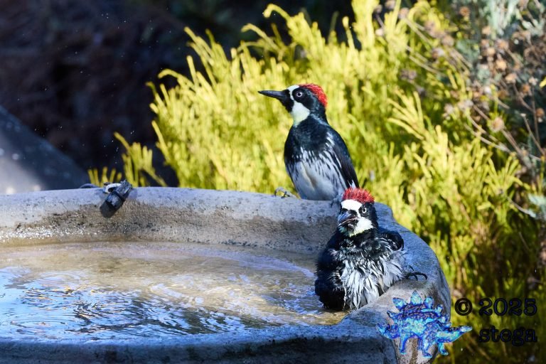 Acorn Woodpecker