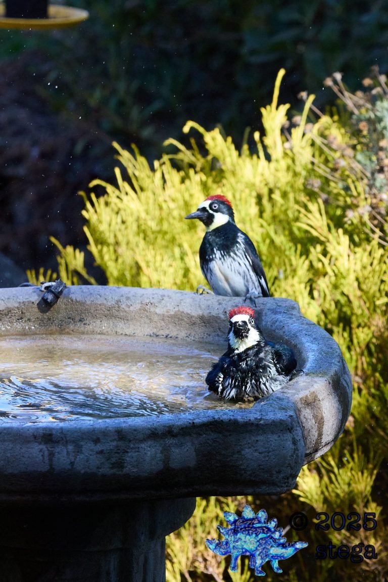 Acorn Woodpecker