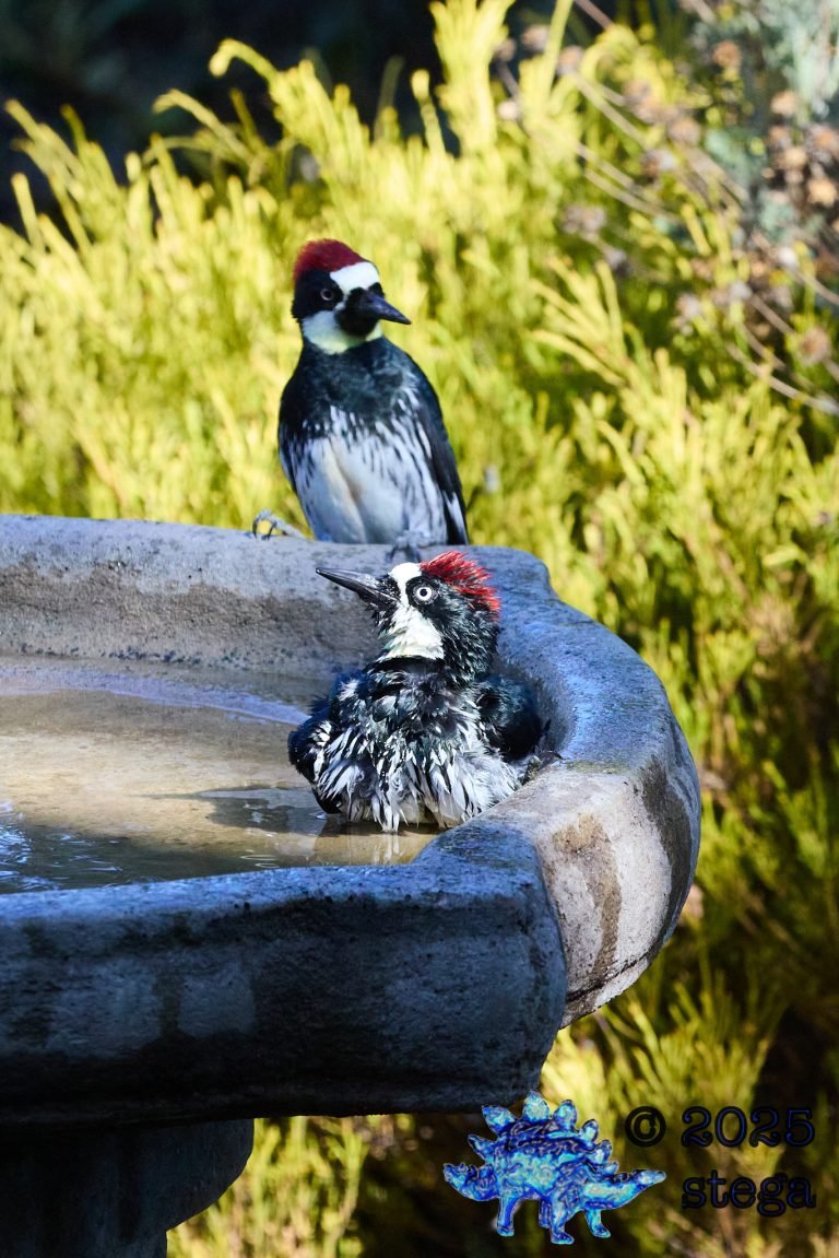 Acorn Woodpecker