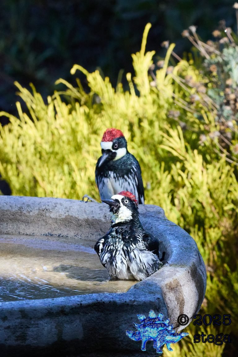 Acorn Woodpecker