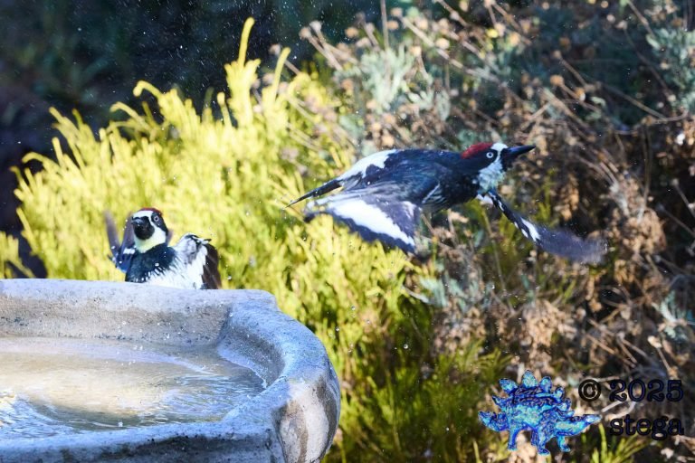 Acorn Woodpecker