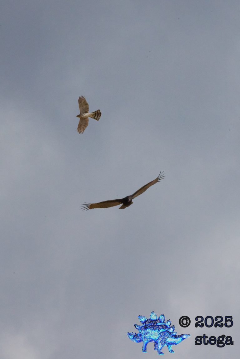 Turkey Vulture, Sharp-Shinned Hawk