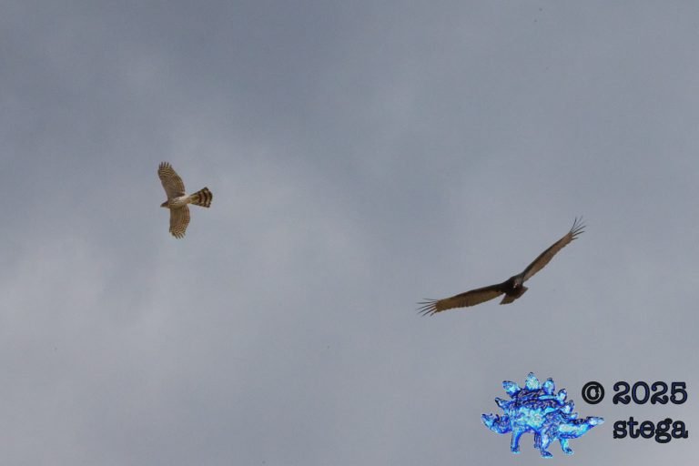 Turkey Vulture, Sharp-Shinned Hawk