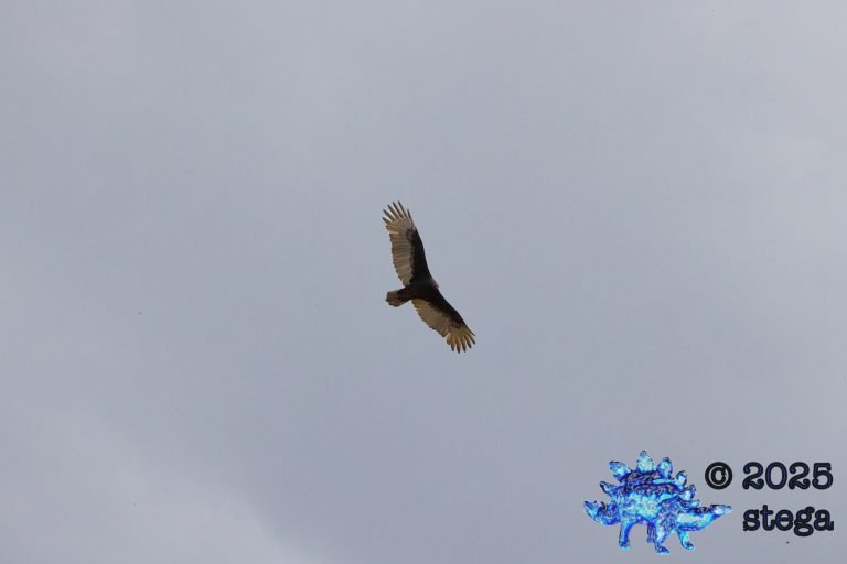 Turkey Vulture