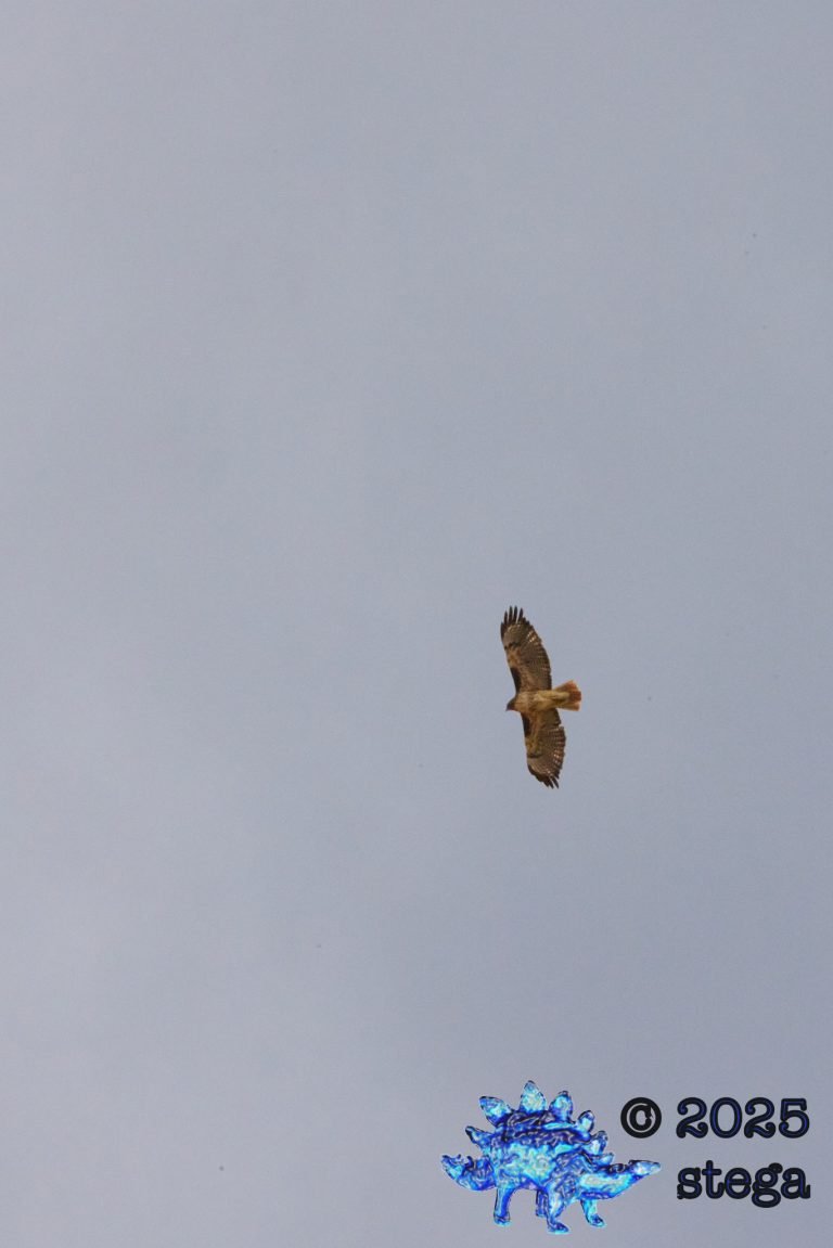 Red-Tailed Hawk