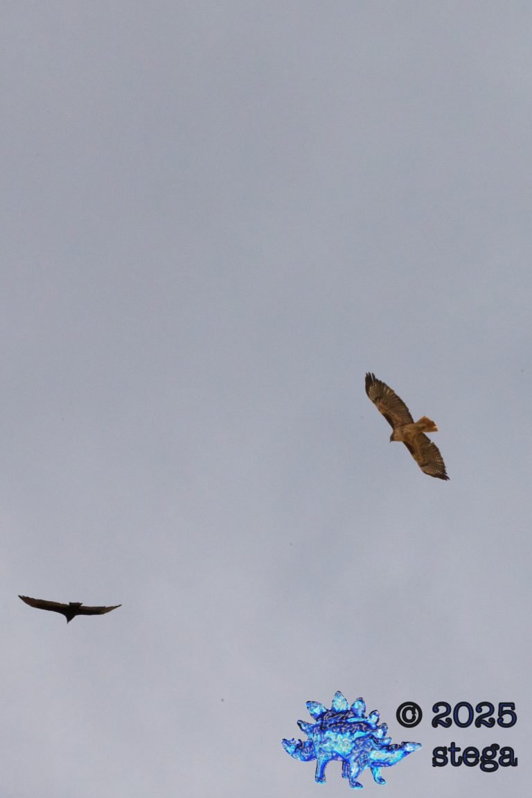 Turkey Vulture, Red-Tailed Hawk