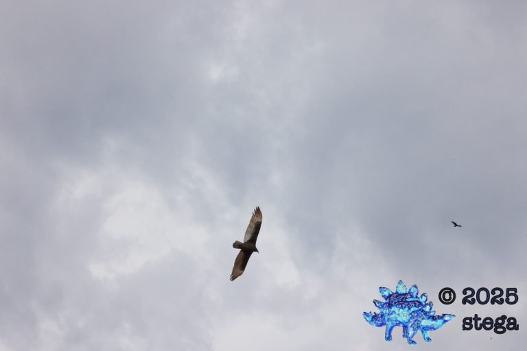 Turkey Vulture