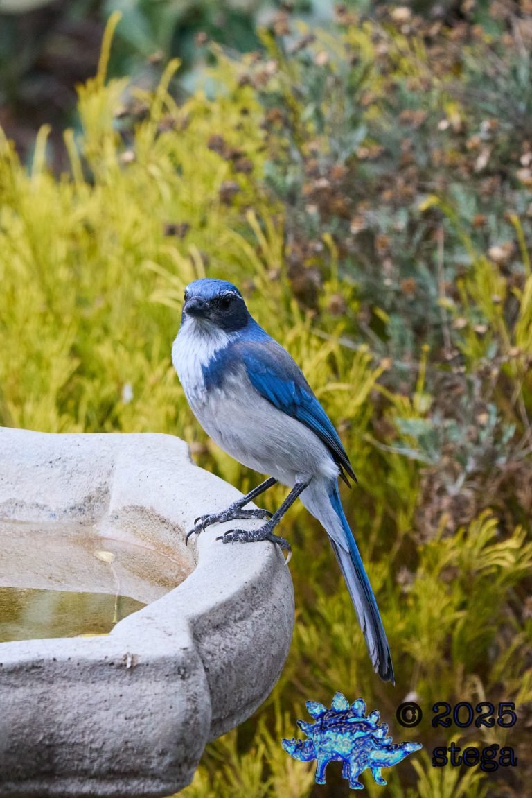 California Scrub Jay