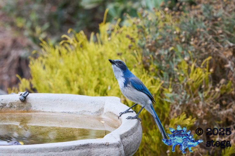 California Scrub Jay
