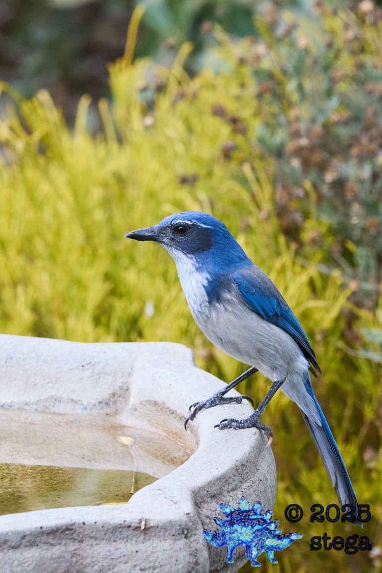 California Scrub Jay