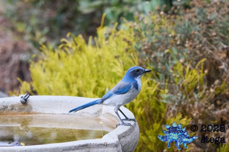California Scrub Jay