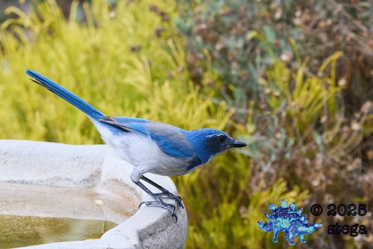 California Scrub Jay
