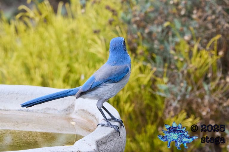 California Scrub Jay