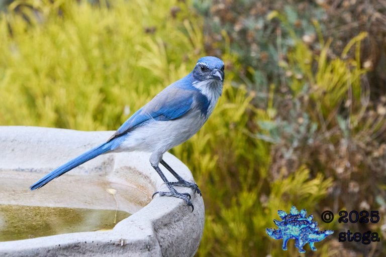 California Scrub Jay