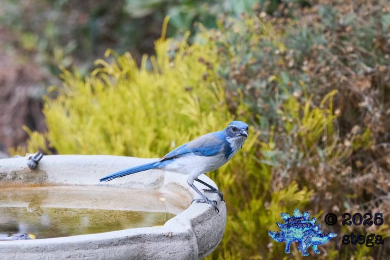 California Scrub Jay