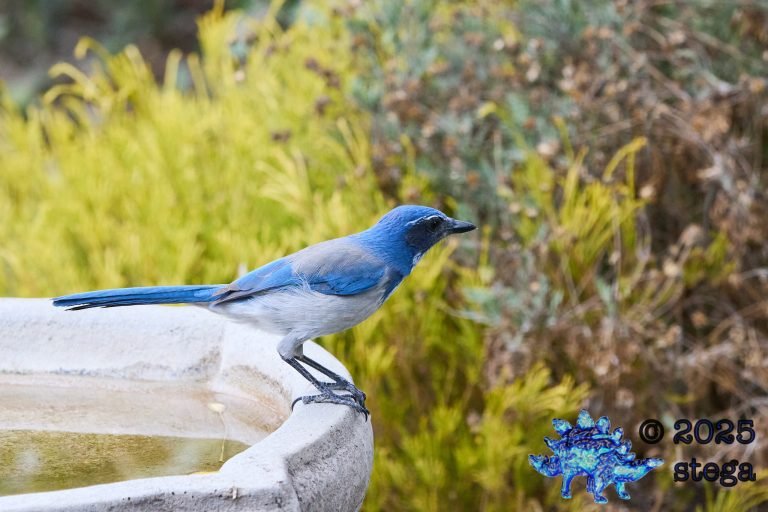 California Scrub Jay