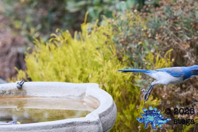 California Scrub Jay