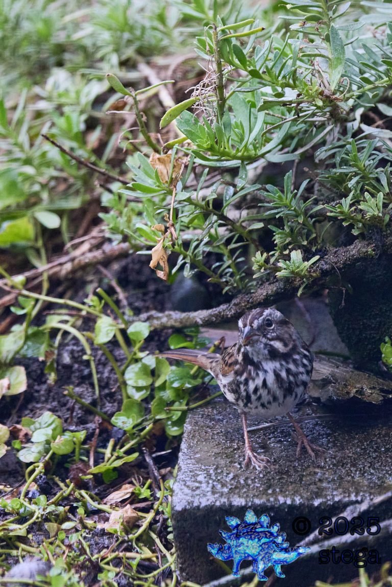 Song Sparrow