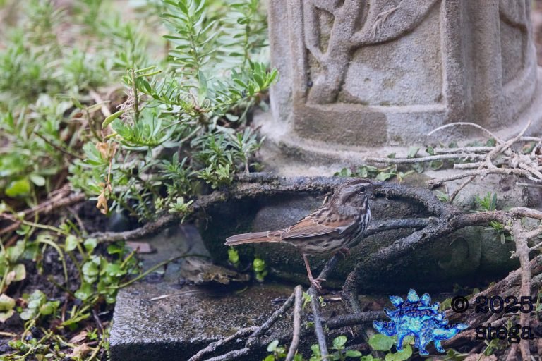 Song Sparrow