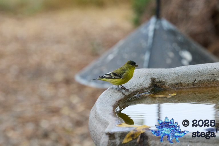 Lesser Goldfinch