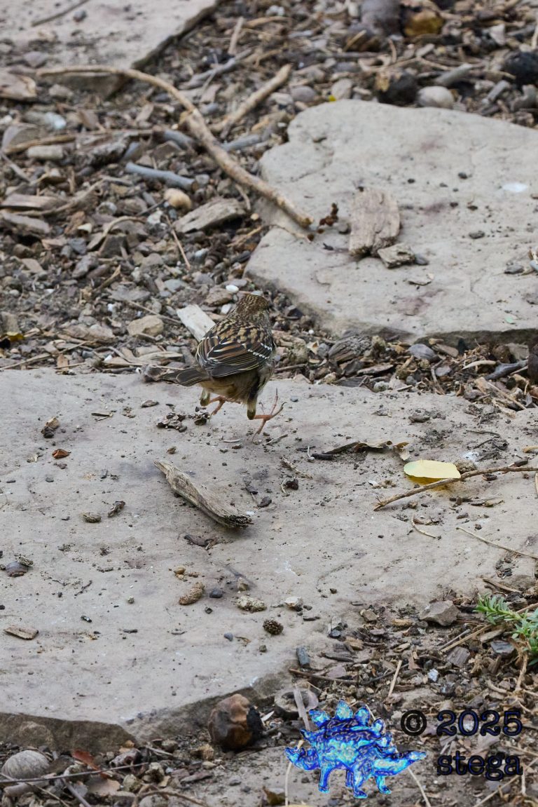 Gold-Crowned Sparrow