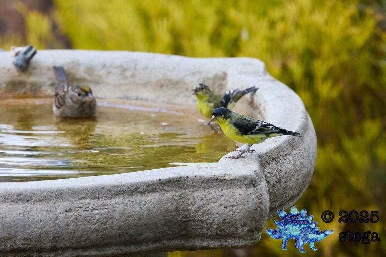 Gold-Crowned Sparrow, Lesser Goldfinch