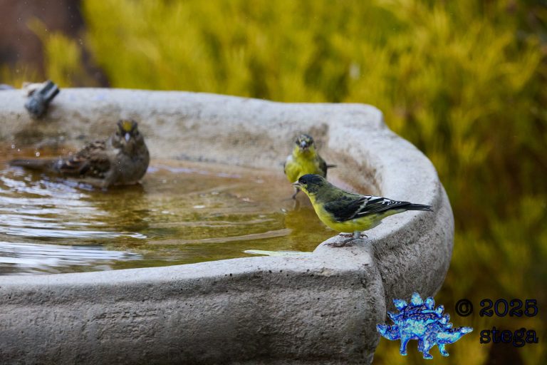 Gold-Crowned Sparrow, Lesser Goldfinch