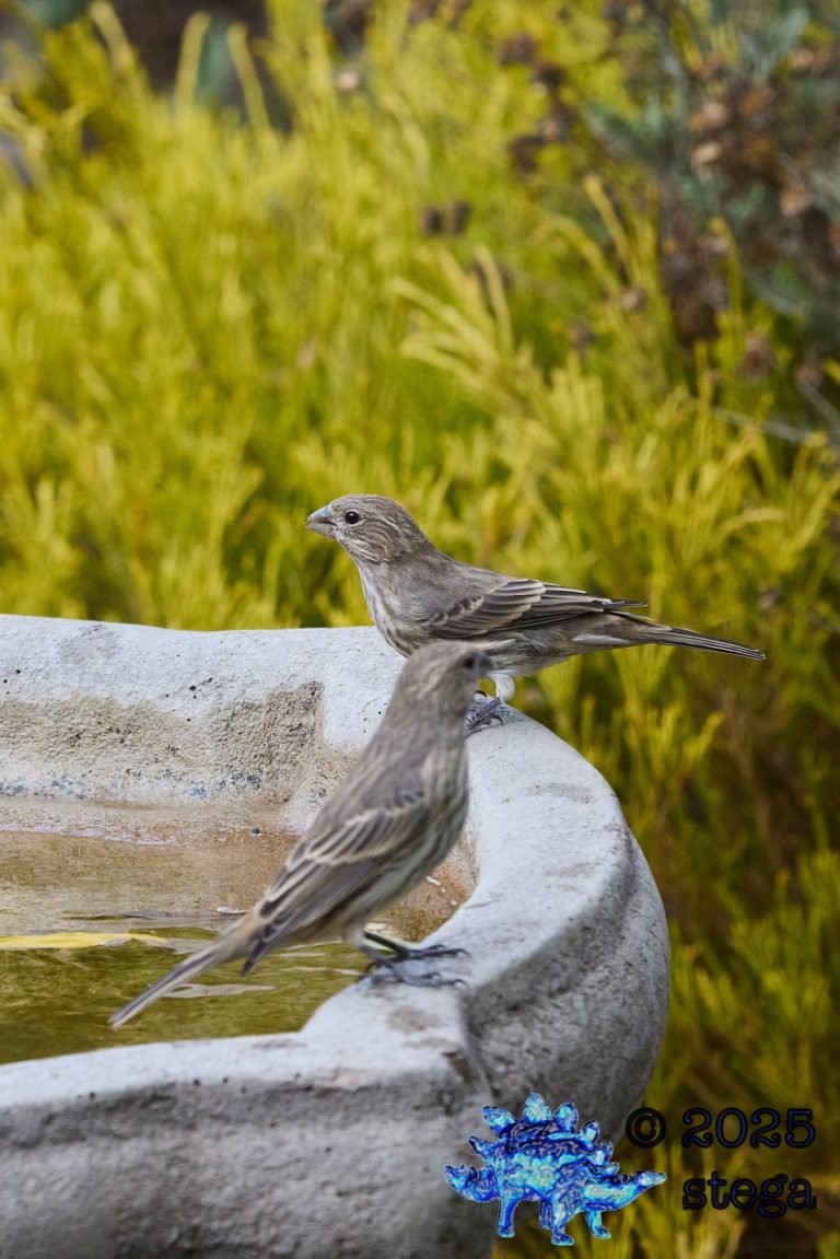 House Finch